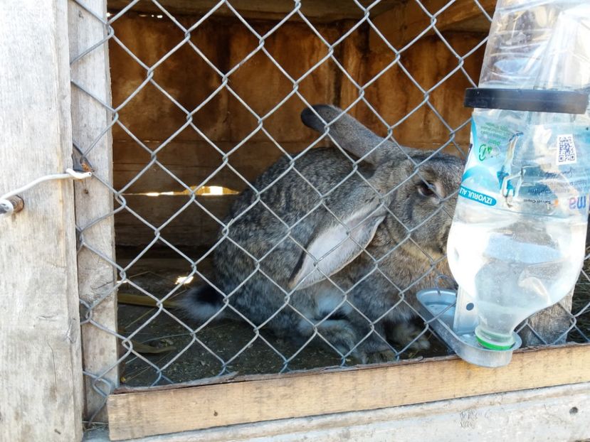  - femele urias german