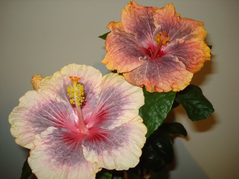 Barry Schlueter & Gabriel - SEMINTE HIBISCUS