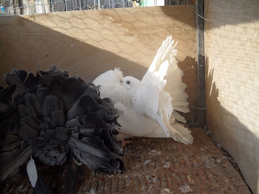 SAM_1129 - VOLTATI  ENGLEZI matca 2017