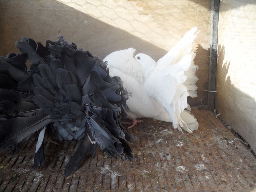 SAM_1130 - VOLTATI  ENGLEZI matca 2017