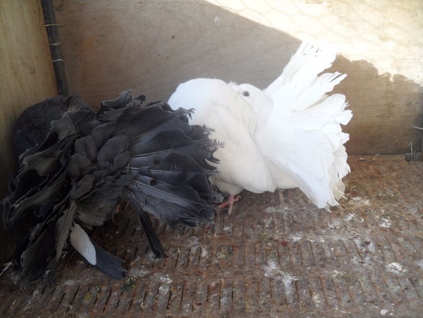 SAM_1132 - VOLTATI  ENGLEZI matca 2017