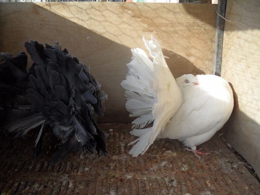 SAM_1133 - VOLTATI  ENGLEZI matca 2017