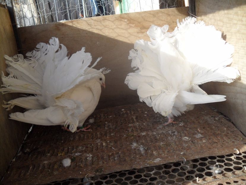 SAM_1134 - VOLTATI  ENGLEZI matca 2017