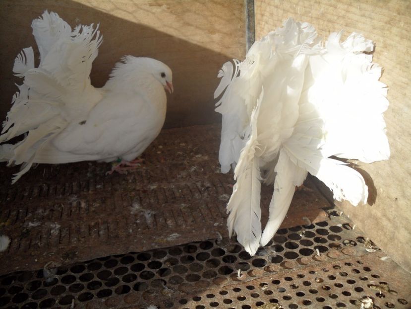 SAM_1138 - VOLTATI  ENGLEZI matca 2017