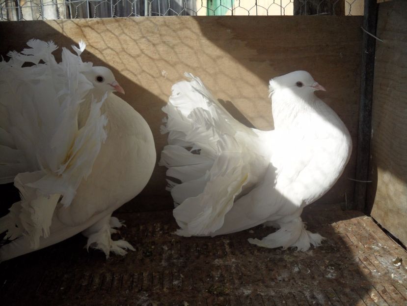 SAM_1100 - Voltati indieni matca 2017