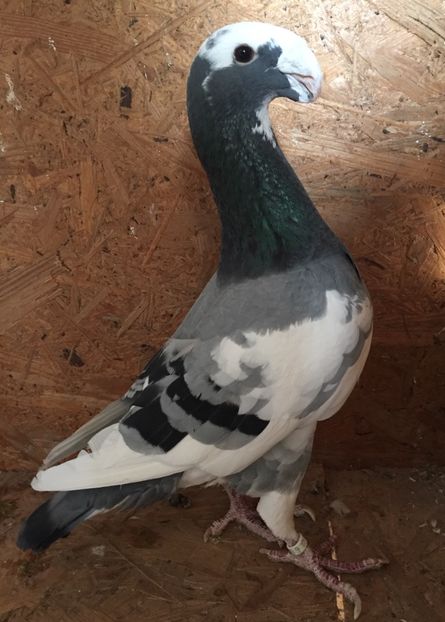 Mascul 2015 - Voiajori germani de frumusete - MATCA