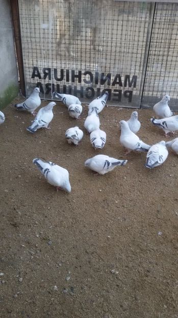 - Porumbei standard