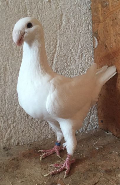 Femela 2012 - Voiajori germani de frumusete - MATCA