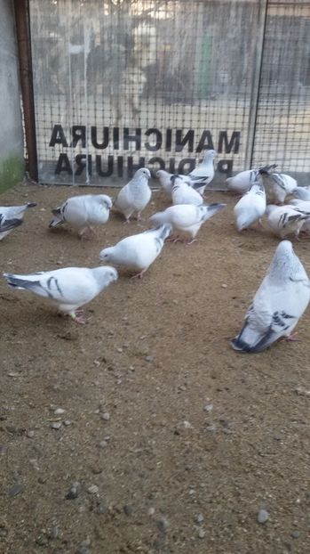  - Porumbei standard