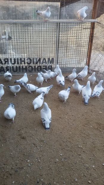  - Porumbei standard