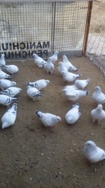  - Porumbei standard