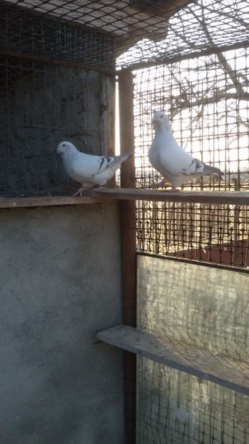  - Porumbei standard
