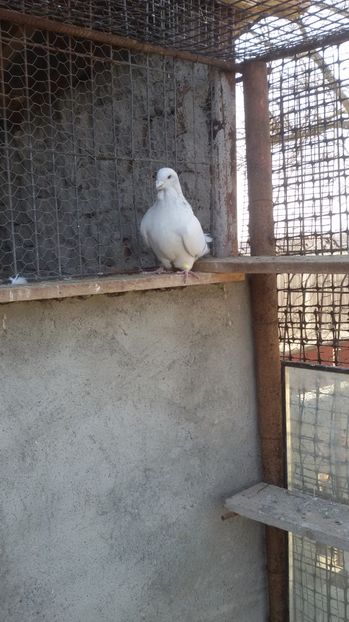  - Porumbei standard