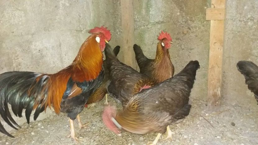 - Preiau comenzi oua pentru incubat 0701243388