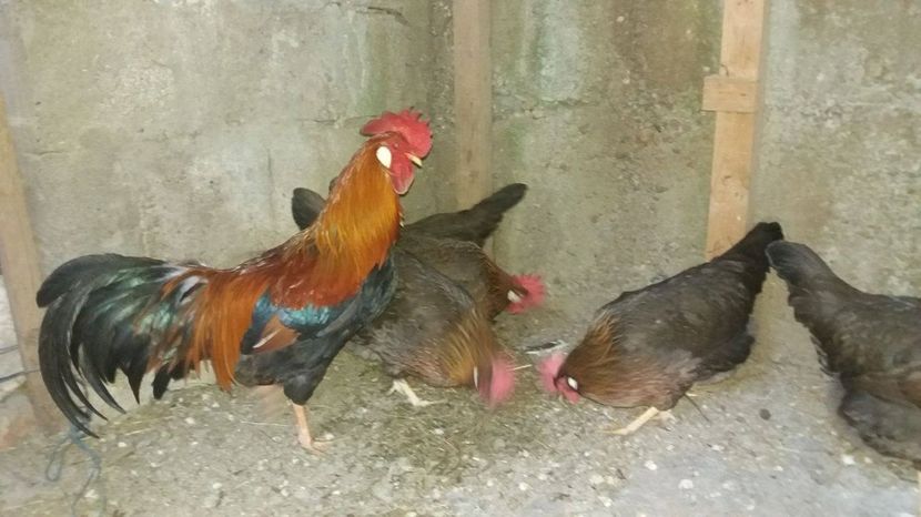  - Preiau comenzi oua pentru incubat 0701243388