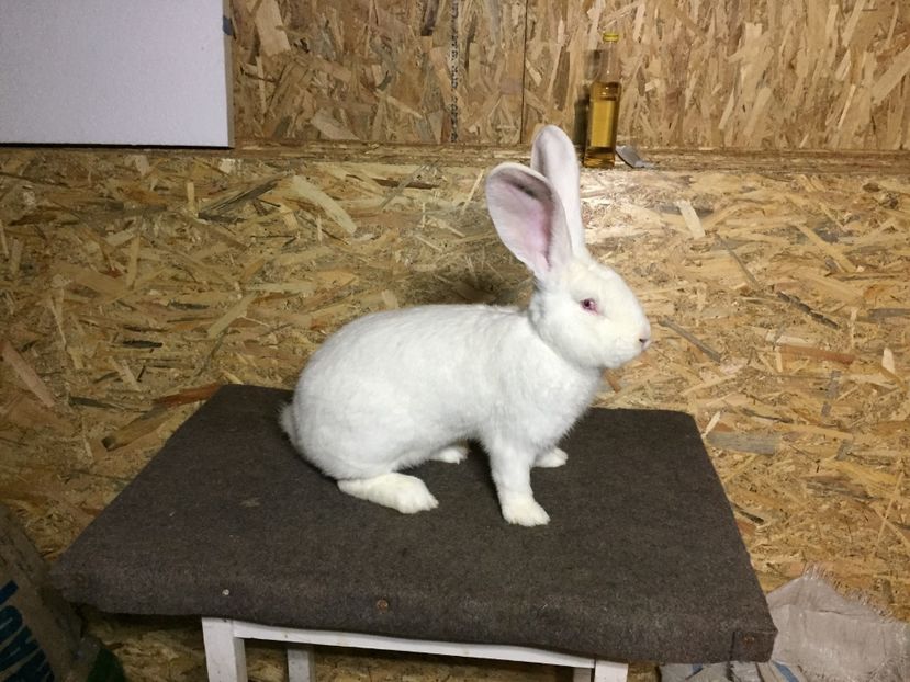 M2 - 03 M A T C A___U G A _2017