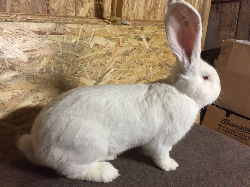 M2 - 03 M A T C A___U G A _2017