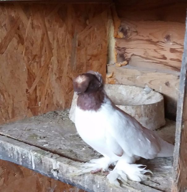 cap rosu 2016 - ALBUM DE PRIVIT