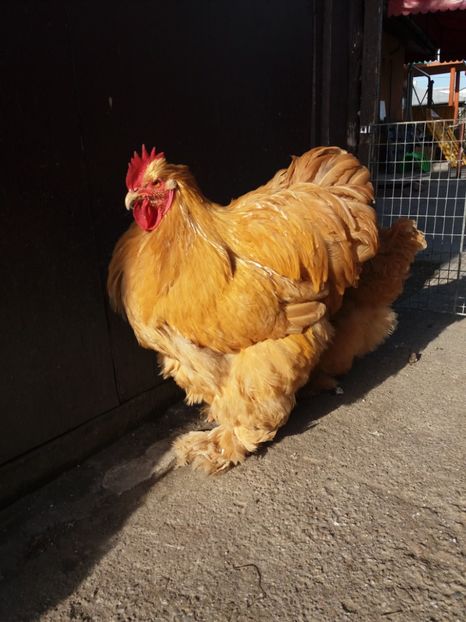  - Cochinchina galben 2017