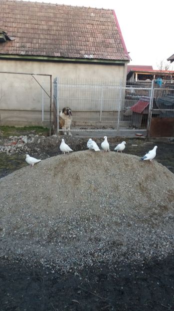  - voiajori albi de vanzare