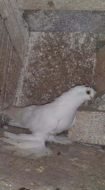  - jucatori de uzbekistan