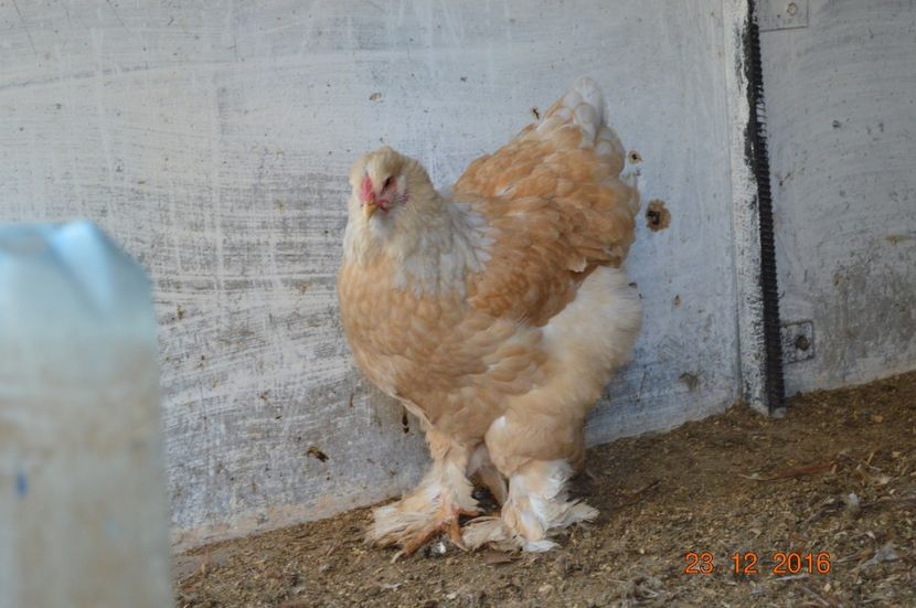  - Brahma lemon
