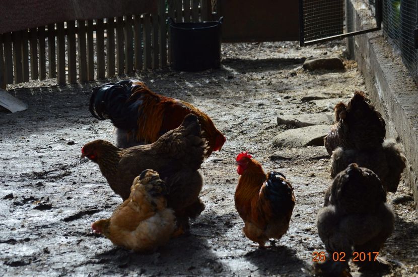  - Brahma poternichiu