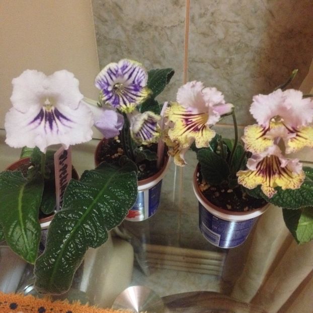 image - streptocarpusi 2017