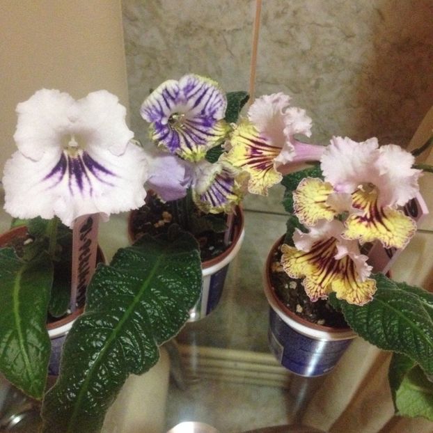 image - streptocarpusi 2017