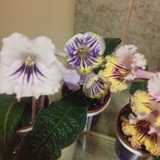 image - streptocarpusi 2017