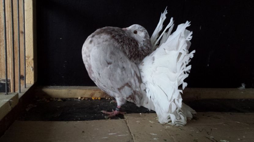 Femela 2016 nr12 - PORUMBEI VANDUTI