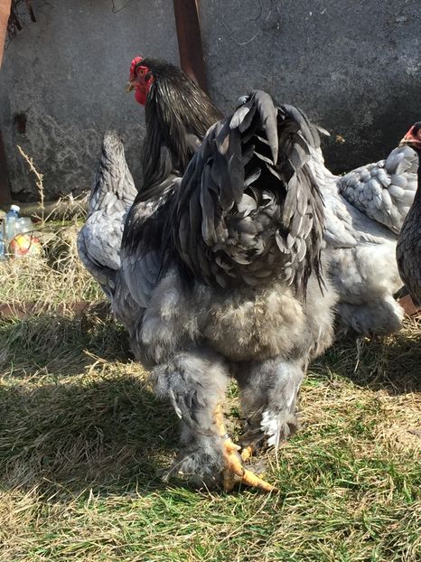  - Brahma albastru 2017