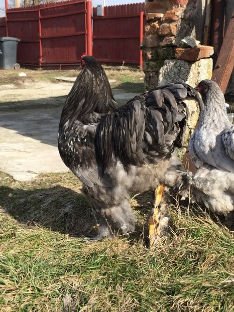  - Brahma albastru 2017