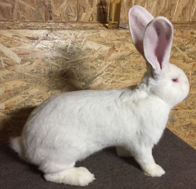 RO 350 5616(M2) - 03 M A T C A___U G A _2017