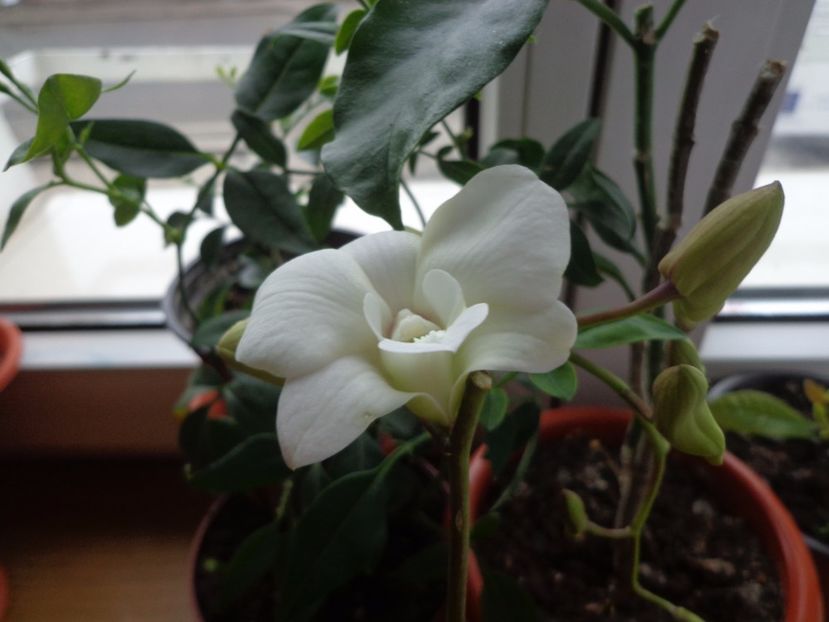 Dendrobium phalaenopsis - Argumente