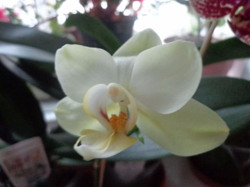 Phalaenopsis - Argumente