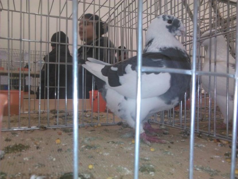 F 2015 - AMERICAN MATCA   2017