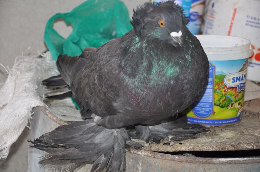 1-0 2016 - 2017 Martie