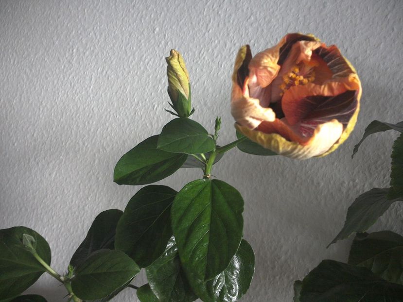 WIN_20170301_113052 - Black Rainbow