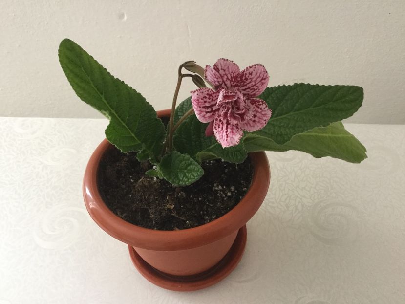 Nou primit - Streptocarpusi 2017