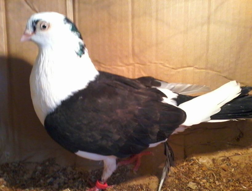  - galateni pe negru moriscari