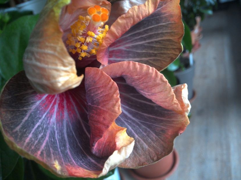 WIN_20170301_124719 - Black Rainbow