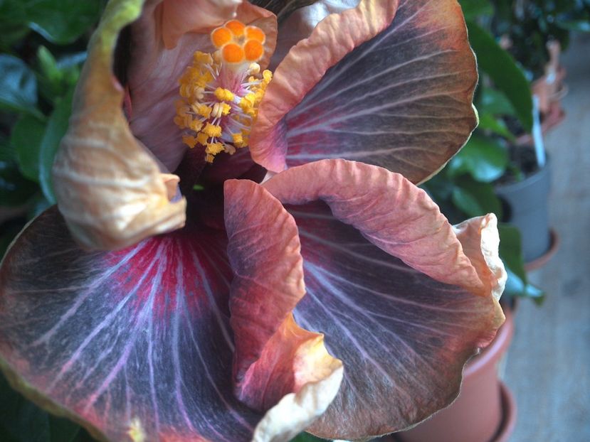 WIN_20170301_124743 - Black Rainbow