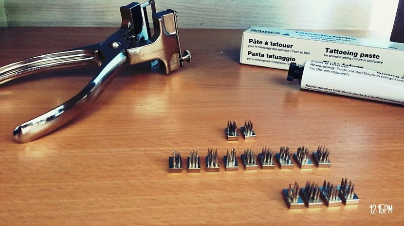  - 5 Cleste pentru tatuat iepurasii