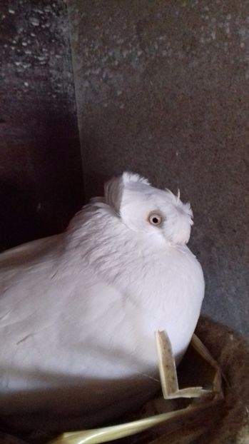  - Dublu motati de ardeal albi