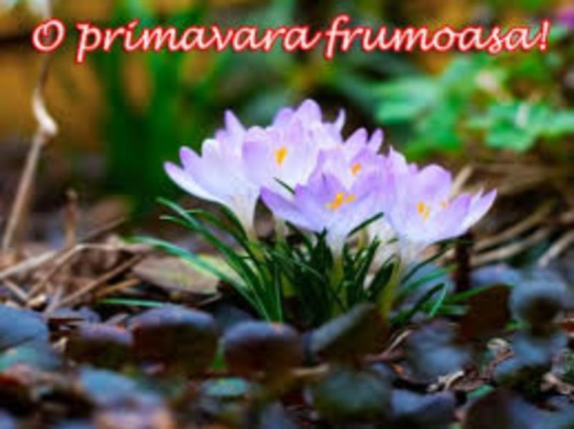 images - Primavara 2017