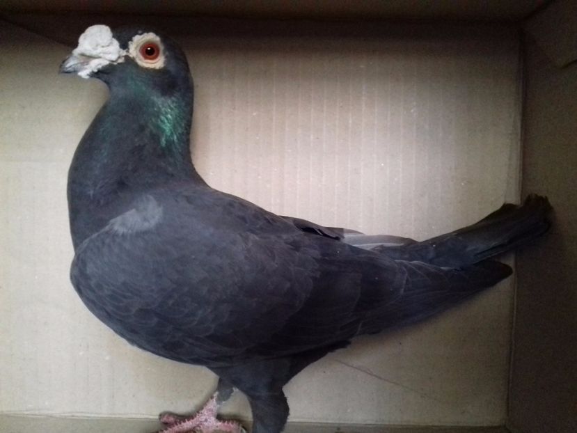 35.Fem.2014-H - VOIAJORI FEMELE Stil Vechi si frumusete 2017