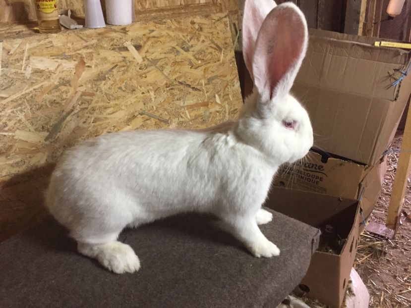 RO 352 5616(M3) - 03 M A T C A___U G A _2017