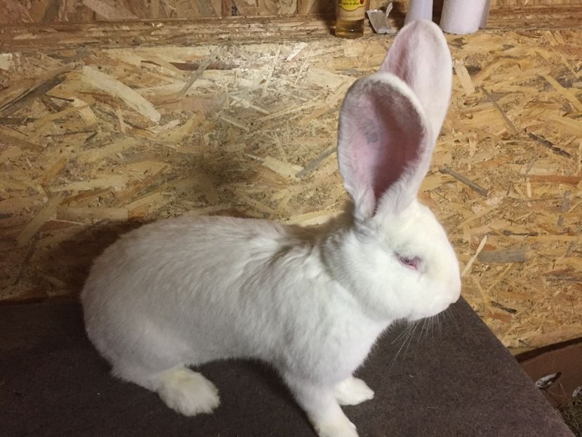 M3 - 03 M A T C A___U G A _2017