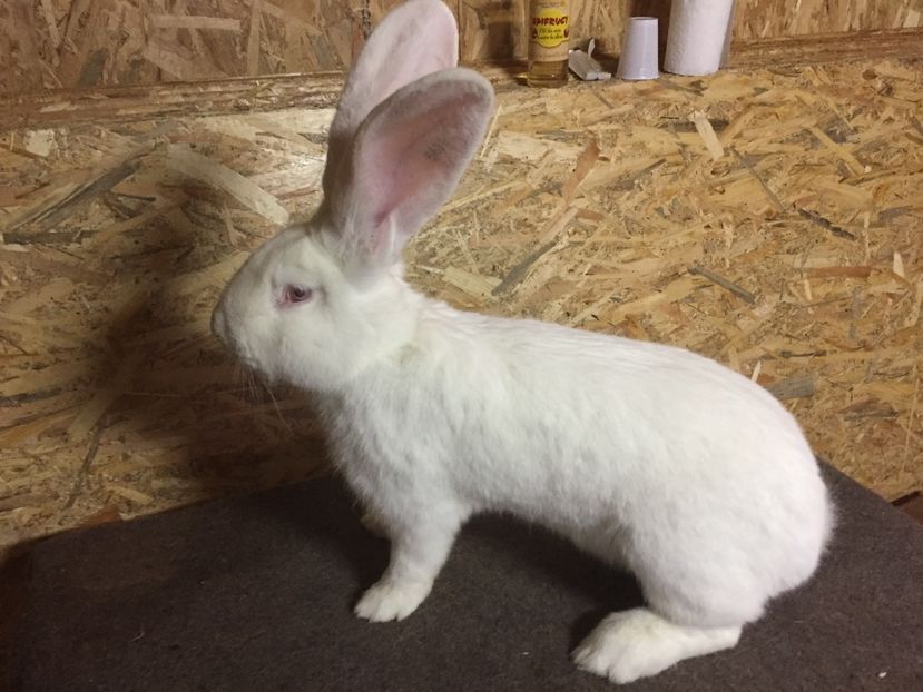 M3 - 03 M A T C A___U G A _2017